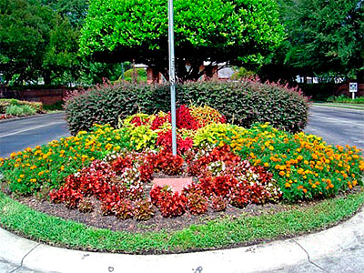 Annual Beds, Gainesville, FL
