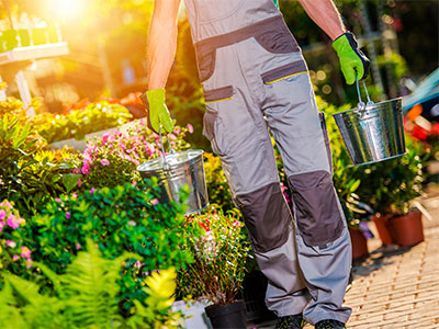 Interior Plant Maintenance, Gainesville, FL